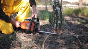 Best Pest Control for Lawns  in Annandale, VA