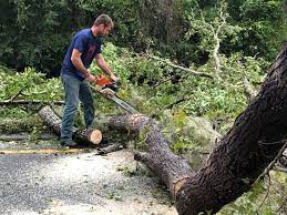 Best Tree Health Inspection  in Annandale, VA