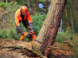 Best Commercial Tree Services  in Annandale, VA