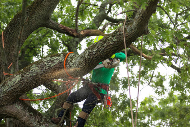 Professional Tree Care in Annandale, VA