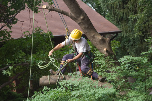 Best Root Management and Removal  in Annandale, VA