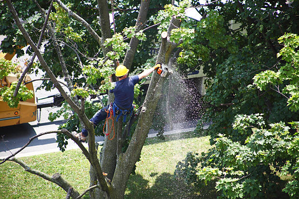 How Our Tree Care Process Works  in  Annandale, VA