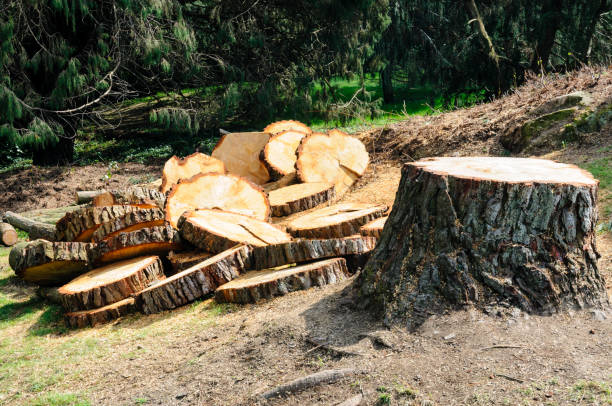 Best Tree Cabling and Bracing  in Annandale, VA